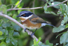 Cape Batis - Photo (c) andrewhodgson, some rights reserved (CC BY-NC)