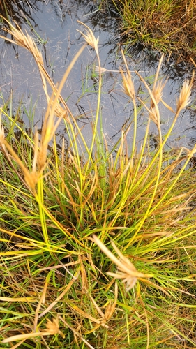 Carpha nivicola, 2025-03-21