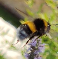 Bombus ruderatus