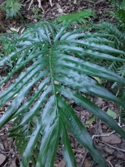 Pteris umbrosa