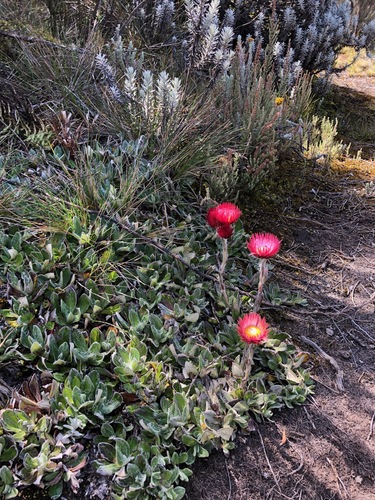 Helichrysum meyeri-johannis
