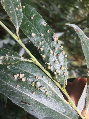 Willow Bead Gall Mite, Waterland 181, Groningen, Groningen, NL, photo 5 of 10