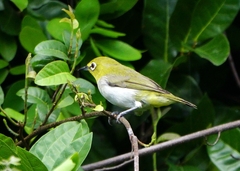 Zosterops simplex simplex