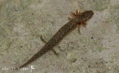 Blanco River Springs Salamander photo 4