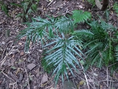 Pteris umbrosa