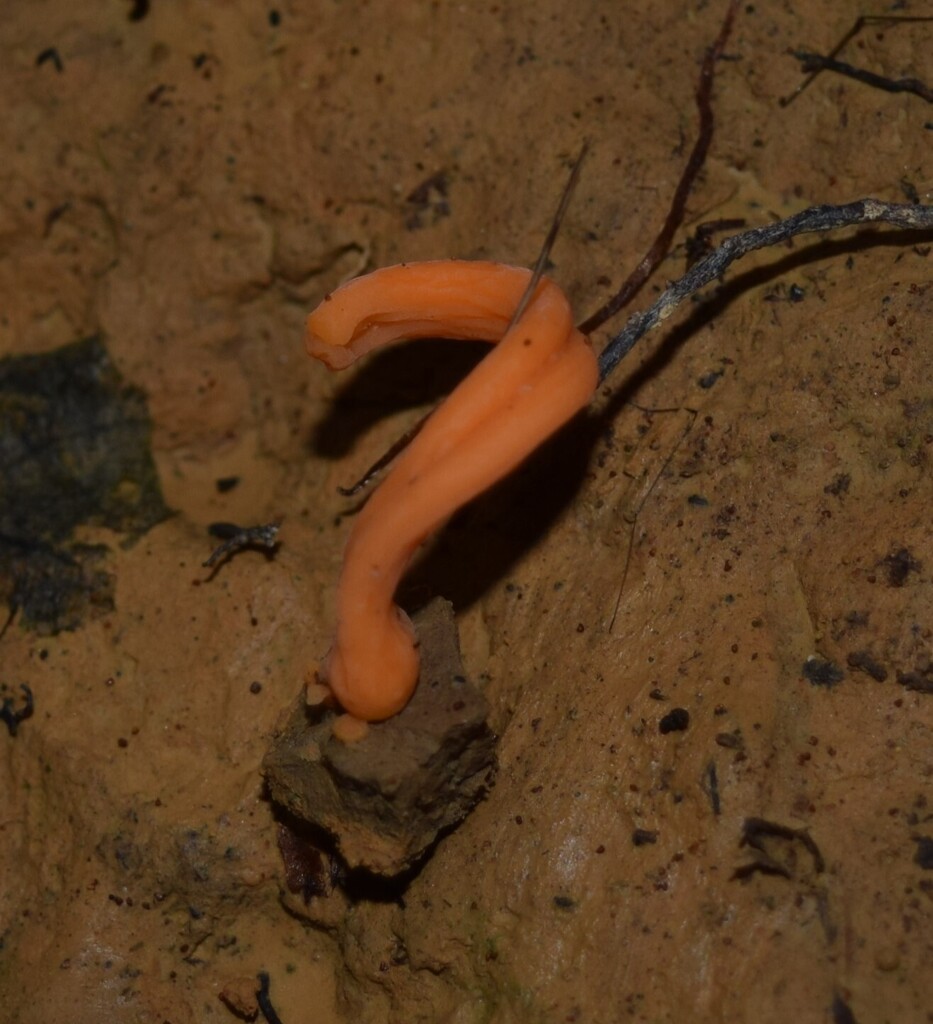 Clavulinopsis sulcata · March 2025 · photo: © davidwhyte (iNaturalist, cc-by-sa)