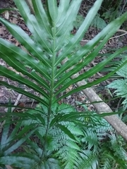 Pteris umbrosa
