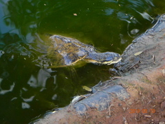 Phrynops geoffroanus