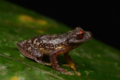 Duellmanohyla legleri