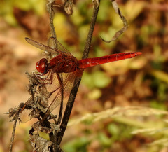 Crocothemis erythraea