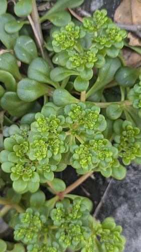 Image of Sedum formosanum by (c) Cheng-Te Hsu, some rights reserved (CC BY)