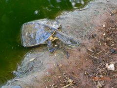 Phrynops geoffroanus