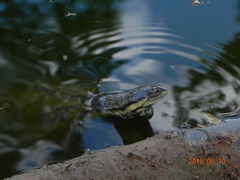 Phrynops geoffroanus