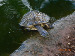 Phrynops geoffroanus