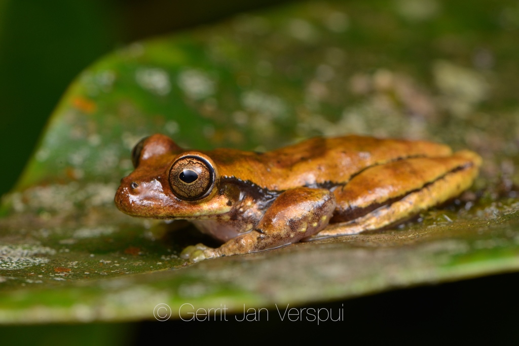 Meadow Tree Frog (Isthmohyla pseudopuma)