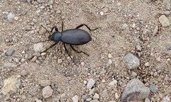 Eleodes sponsa