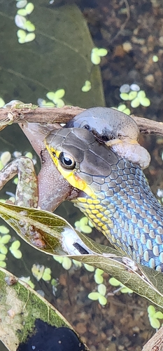Common Tree Snake sighting