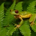 Mountain Brook Frogs - Photo (c) Gert Jan Verspui, some rights reserved (CC BY-NC), uploaded by Gert Jan Verspui