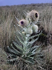 Cirsium nivale
