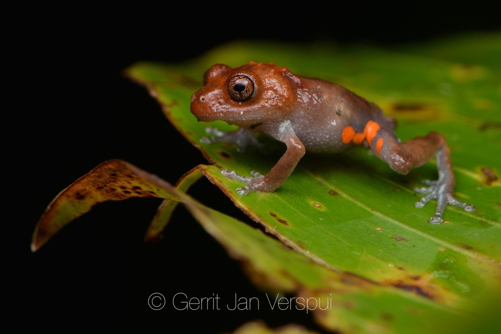 Mountain Robber Frog