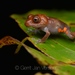 Coral-spotted Robber Frog - Photo (c) Gert Jan Verspui, some rights reserved (CC BY-NC), uploaded by Gert Jan Verspui