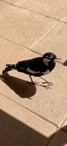 Magpie-lark
