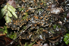 Pseudocyphellaria cinnamomea