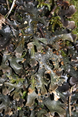 Pseudocyphellaria cinnamomea