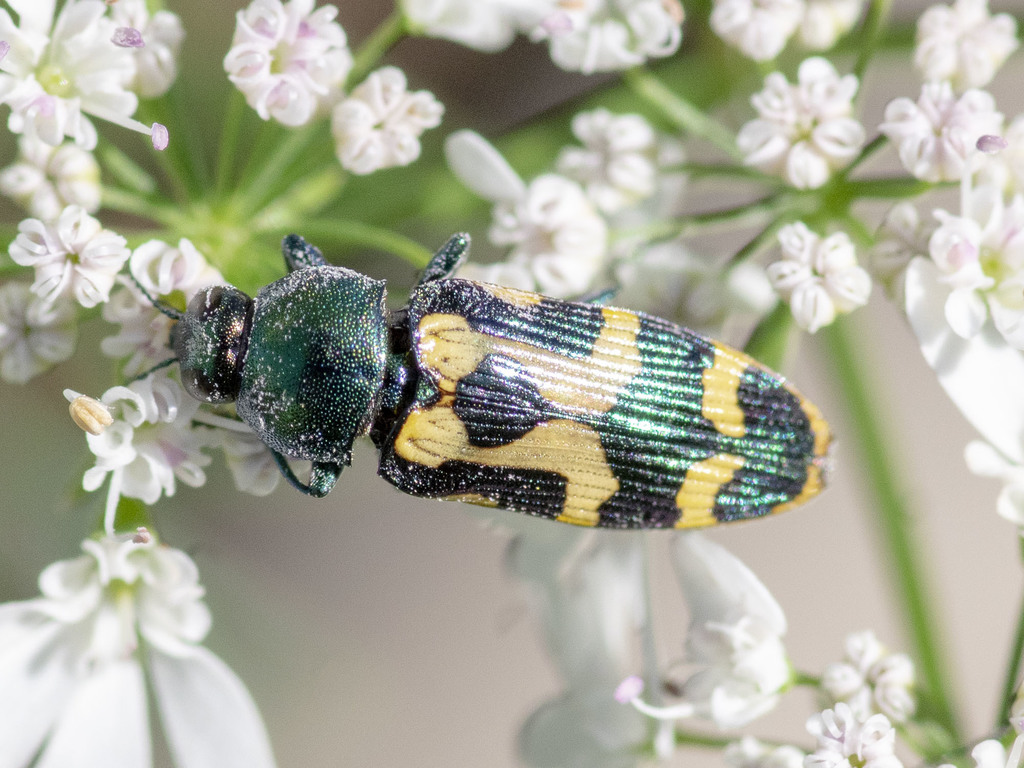 Castiarina oblita