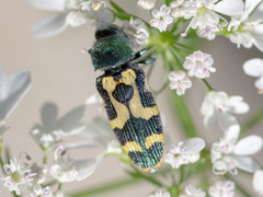 Castiarina oblita