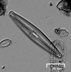 Naviculales