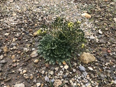 Draba jorullensis