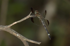 Macrothemis inequiunguis