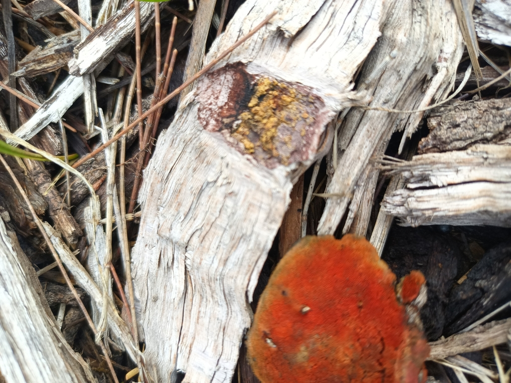 Trametes coccinea · March 2025 · photo: © evietchi (iNaturalist, cc-by-sa)