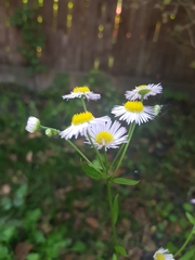 Erigeron annuus