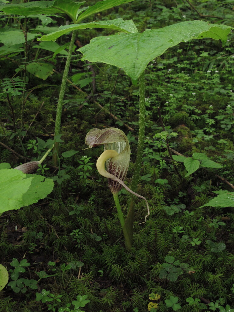 Arisaema elephas