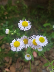 Erigeron annuus