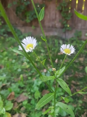 Erigeron annuus