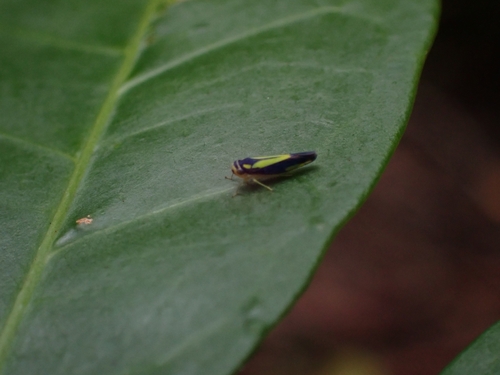 Ishidaella anemolua, 2025-03-21