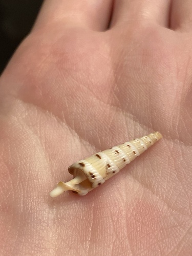 Hastula strigilata observed 2025-03-17