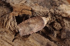 Agonopterix astrantiae