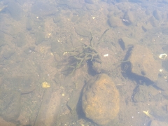 Ephydatia fluviatilis