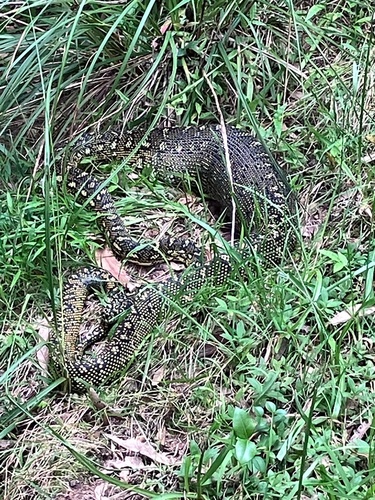 Diamond Python sighting