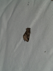 Plagiomimicus pityochromus