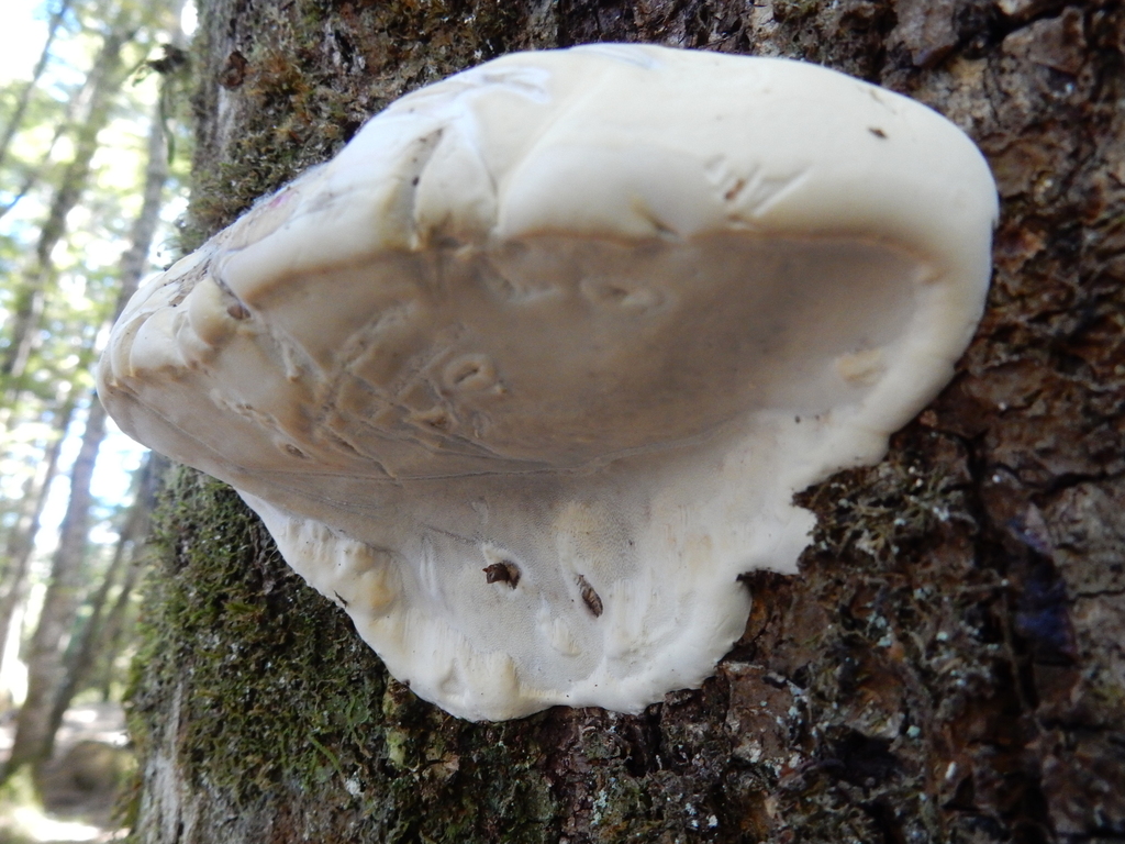 Neofomitella hemitephra · March 2025 · photo: © rayjackson (iNaturalist, cc-by)