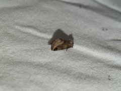 Plagiomimicus pityochromus