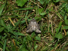 Plagiomimicus pityochromus