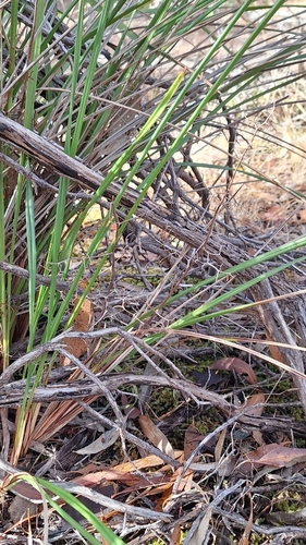 Image of Dianella brevicaulis by no rights reserved