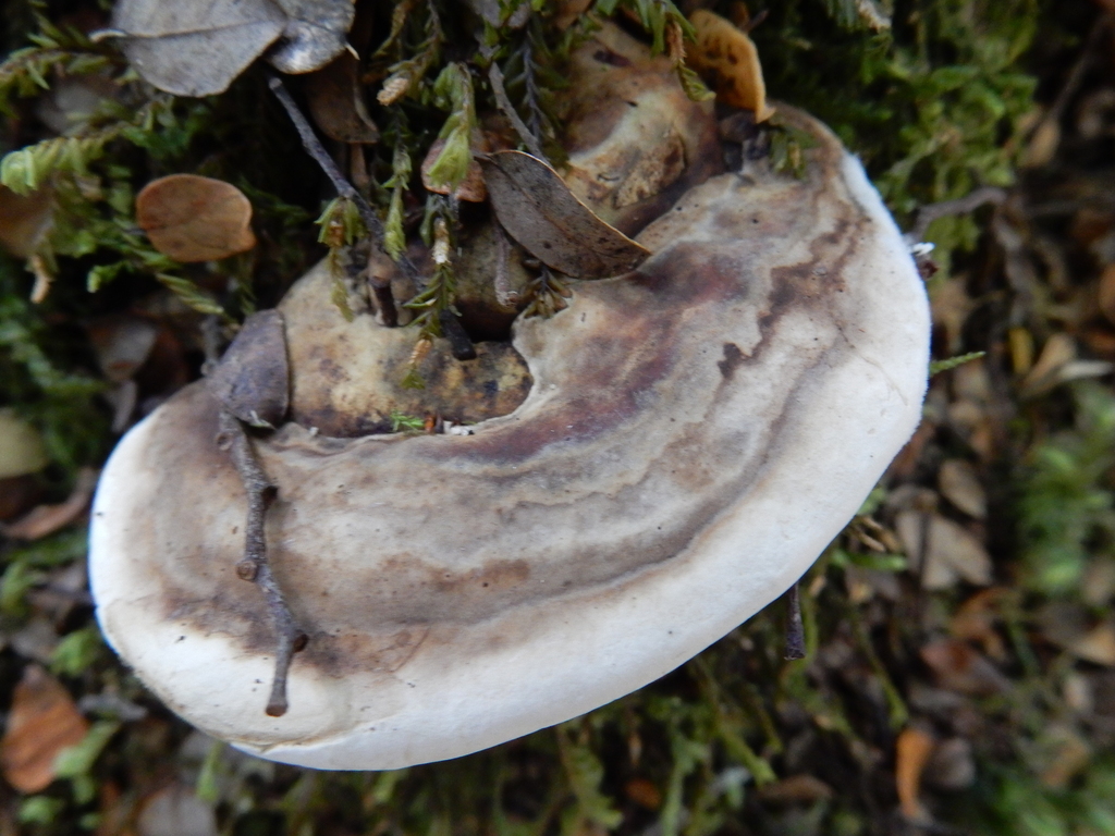 Neofomitella hemitephra · March 2025 · photo: © rayjackson (iNaturalist, cc-by)