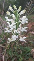 Habenaria roxburghii
